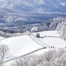 1.20,(토)/겨울낭만여행 월정사 전나무숲길&대관령 양떼목장, 대관령눈꽃축제 신청하세요 이미지