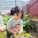 [자연•과학 놀이]🥬상추 수확하기🥬&amp;＜특별＞ 전통예절 다례교실&amp;유아태권도&amp;＜자신감 팡!팡! 발표력 교실 5-3＞호랑이와 토끼 이미지