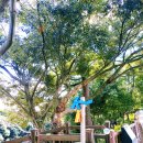 해비치마을 체험장 | 제주 하천과 바다가 만나는 자리 쇠소깍 테우 카약 요금, 시간, 주차, 산책로, 꿀팁 총정리