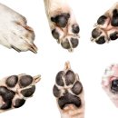 사송 동물 메디컬센터 이미지