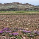 몽골의 꽃들 (2) 이미지