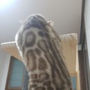 나비캐터리 이미지