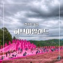 청신로 | 핑크 모래썰매 핑크 뮬리 축제 포천 허브아일랜드 아이와 방문 후기