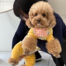 댕글로리 이미지