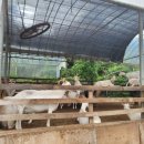 강동로7-8 이미지