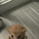 라포레동물메디컬센터 이미지