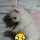 낼름&애견샵 네이버블로그