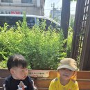 쥬쥬바
