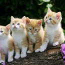 고양이 미용실 그냥 이미지