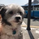 주민이네 복실강아지 이미지