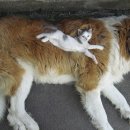 개와 고양이 이미지