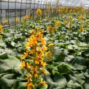 초롱농장 이미지