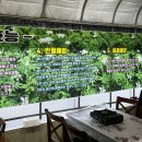 [대구] 본리리 ’마비정 황토 미나리 17호‘ 비닐하우스에서 즐기는 미나리&amp;삼겹살 (+찾아가는 길, 주차)