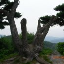 안계2리 Daum카페