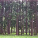 숲속의 하루 이미지