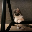 펫하임 강아지 고양이 이미지