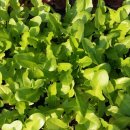 금촌농약사 이미지