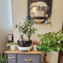 서초바다 청조 이미지