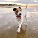 ​이 견종들은 어떻게 이런 이름이 붙었을까? 이미지