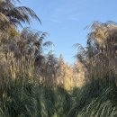 청산농장 | 청산수목원 가을 팜파스｜태안 여행코스로 지금 딱 좋은 곳