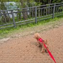 강아지왈츠 | 🐶 강아지 하네스 유목민 정착기? 내돈내산 하네스 3종 비교 (왈츠, 아이캔더, 멍템)