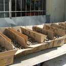 멸치국수집 이미지