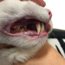 까르치아 이미지