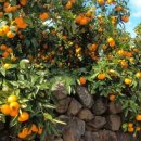 김영삼농장 이미지