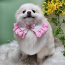 석바위시장 이미지