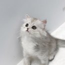 몽냥몽냥 강아지분양 고양이분양 송파점 이미지