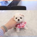 예몽 이미지