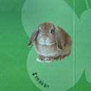 올패랑 | 자연이올 가격, 구매시기 언제가 좋을까 ? <토끼책> 5개월아기 후기! (vs 놀라운자연)