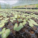 칠성면업사 이미지