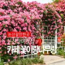 꽃이랑나무랑 이미지