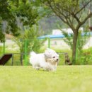 에덴애견훈련소 네이버블로그