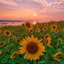 초보자를 위한 스마트폰 활용 | 초보자를 위한 제주 스마트폰 사진 수업 공지