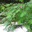 애들아범펜션 이미지