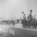 디플랜트 이미지