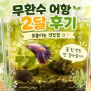 무환수 어항 두 달 차 후기 / 나의 베타 보돌이는 매우 건강함