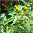 개쑥갓 Senecio vulgaris 이미지