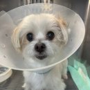 리본동물의료센터 이미지