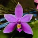 세아메디 | # 반려 식물 _ 칼라데아 비올라세아 Calathea violacea 꽃말 및 개화 시기 번식 키우는 방법 후기 일지...