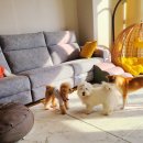 쿠이다르 이미지