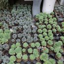 덕산초교 옆 이미지