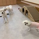 애견친구 | 여행 일정 동안 안심하고 맡긴 송도애견호텔 [요미와친구들] 이용 후기