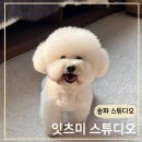 서울 송파 반려동물 프로필 사진 맛집 &#34;잇츠미 스튜디오&#34;