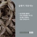 강동테라피