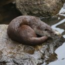 화천군수달연구센터 이미지