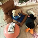 덜아픈세상 | 아픈 언니 따라서 아픈 강아지 🐶