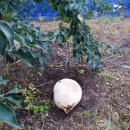 정영농장 이미지